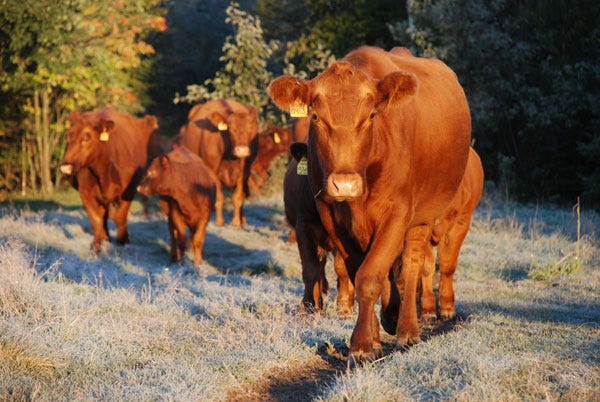 5 Trending Headlines: Implications of China’s beef announcement; PLUS: Protect fall pastures 5 Trending Headlines: Implications of China’s beef announcement; PLUS: Protect fall pastures
