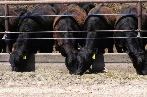 What’s more sustainable: Grain-fed or grass-fed beef?