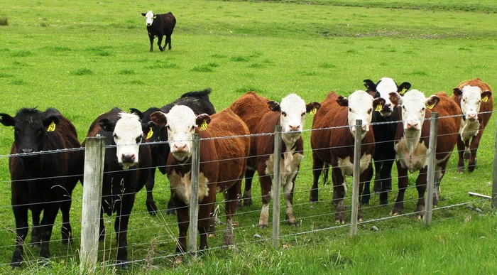 Cattle Rustling Still A Big Issue In The West