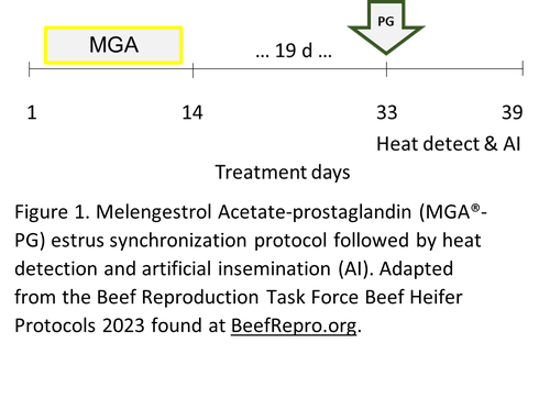 beef repro MGA.png