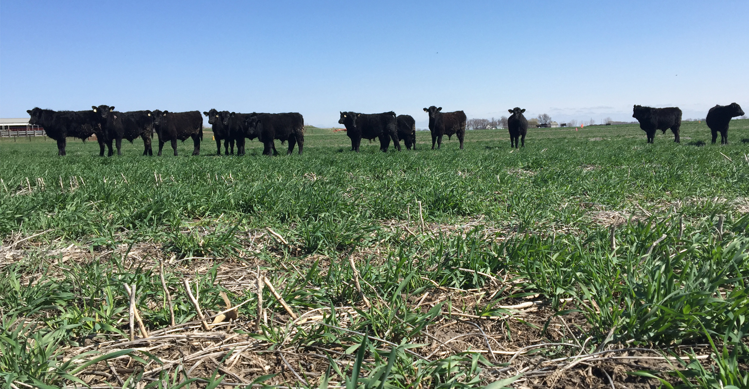 Using cover crops to feed cattle