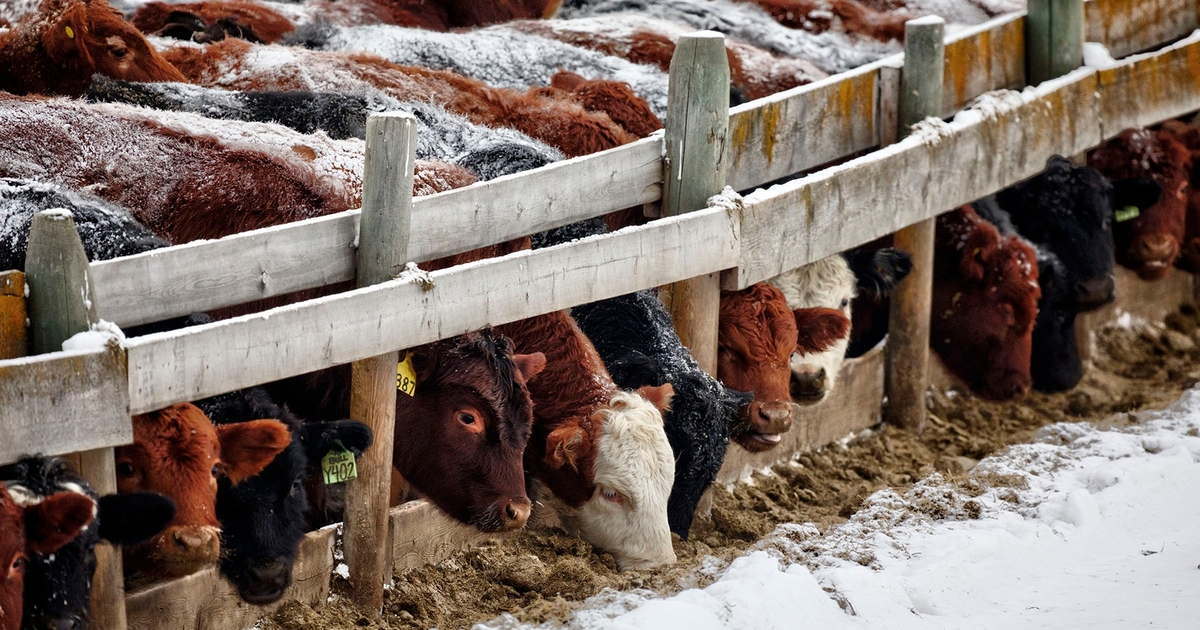 The growing role of the U.S. feedlot industry