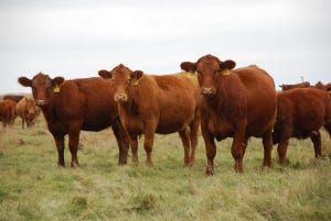 More cows, fewer replacements