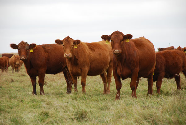 More cows, fewer replacements More cows, fewer replacements