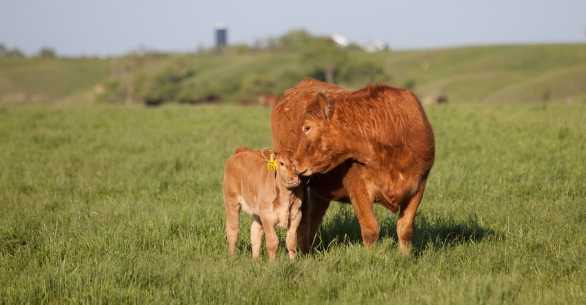 Protect herd health through proper administration of killed reproductive vaccines