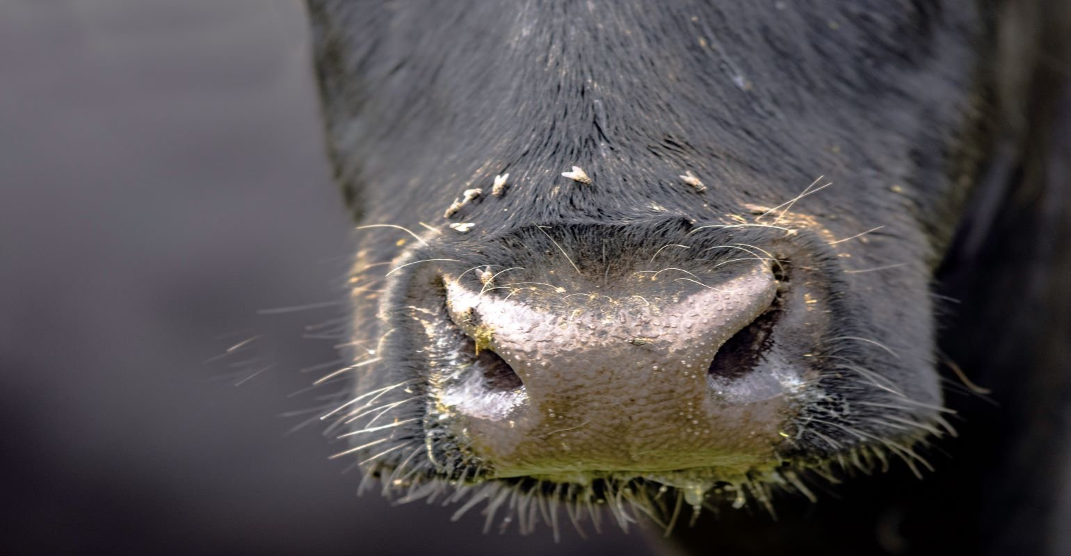 Study IDs organic alternative for fighting cattle-pestering flies - Vimarsana News