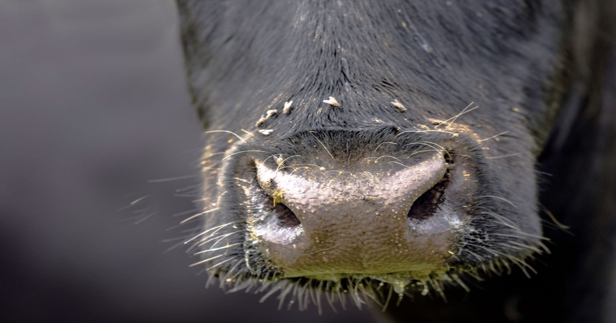 Study IDs organic alternative for fighting cattle-pestering flies