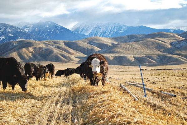 cattle grazing sudex
