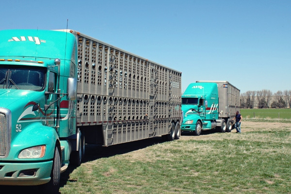 Momentum building for cattle traceability