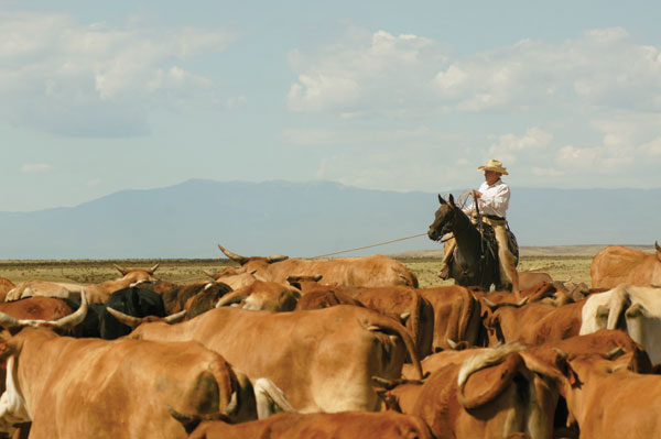 Colorado Rancher Utilizes Holistic Management Concepts