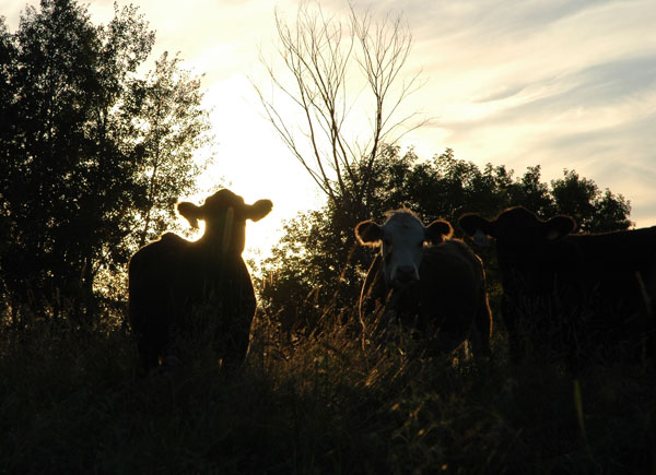 Striving toward sustainable ranch management