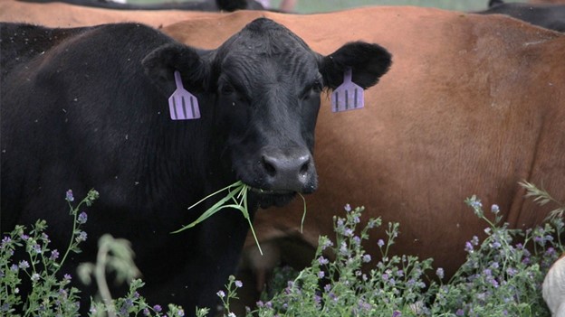 face of a cow with an ear tag