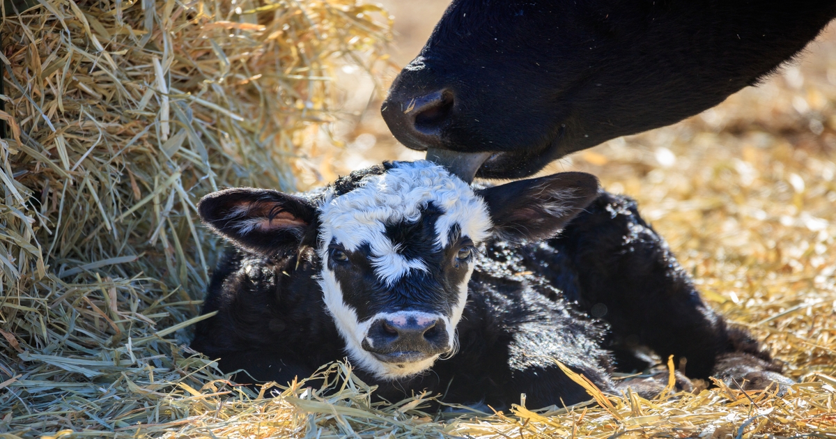 Colostrum key to saving beef calves from trouble