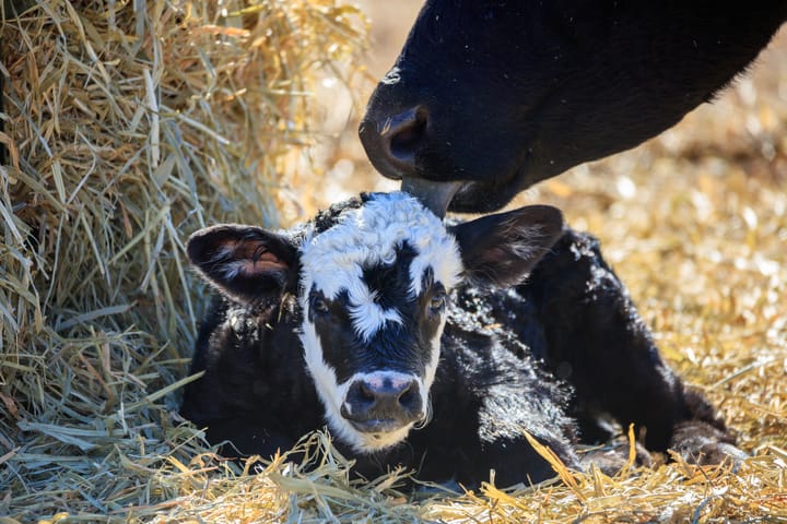 Understanding dystocia: Preparing for difficult calving