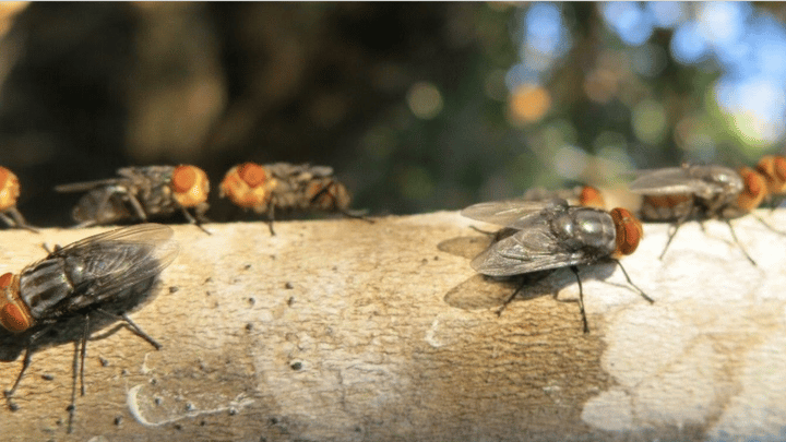 FFAR explores New World screwworm vaccine