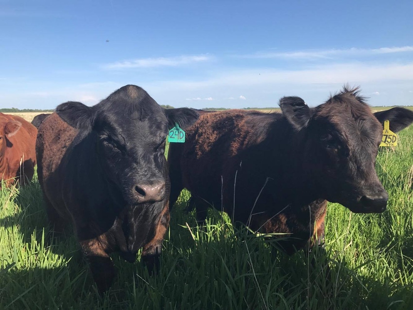 5 tips to keep your cattle safe in the summer heat