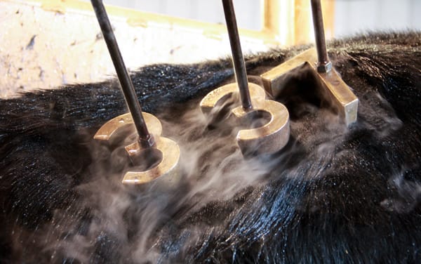 Pros, Cons & How-To For Popular Cattle Identification Methods | Freeze ...