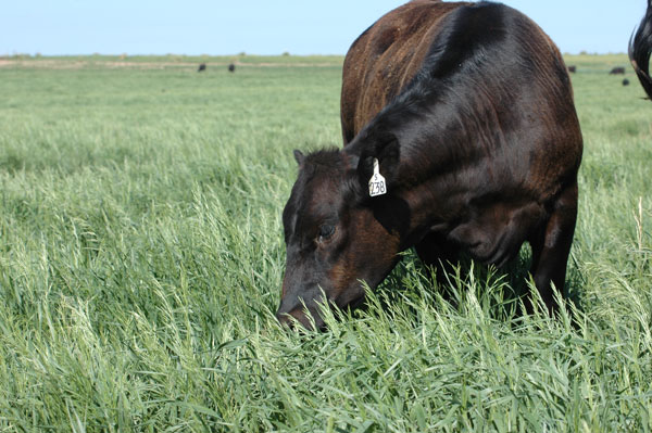 Soil Health Comes First, Then Grass & Livestock