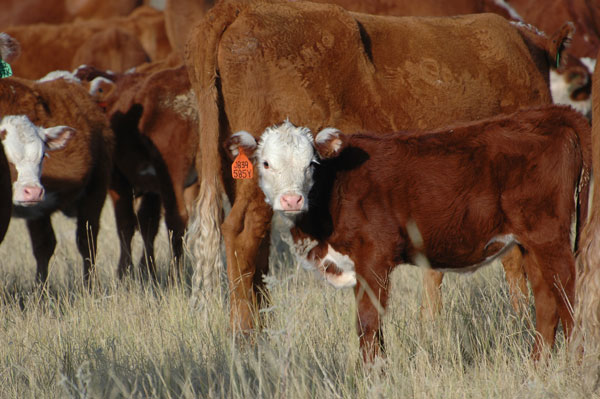 The coming revolution in cattle genetics