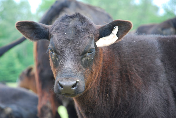 Keeping beef cattle healthy