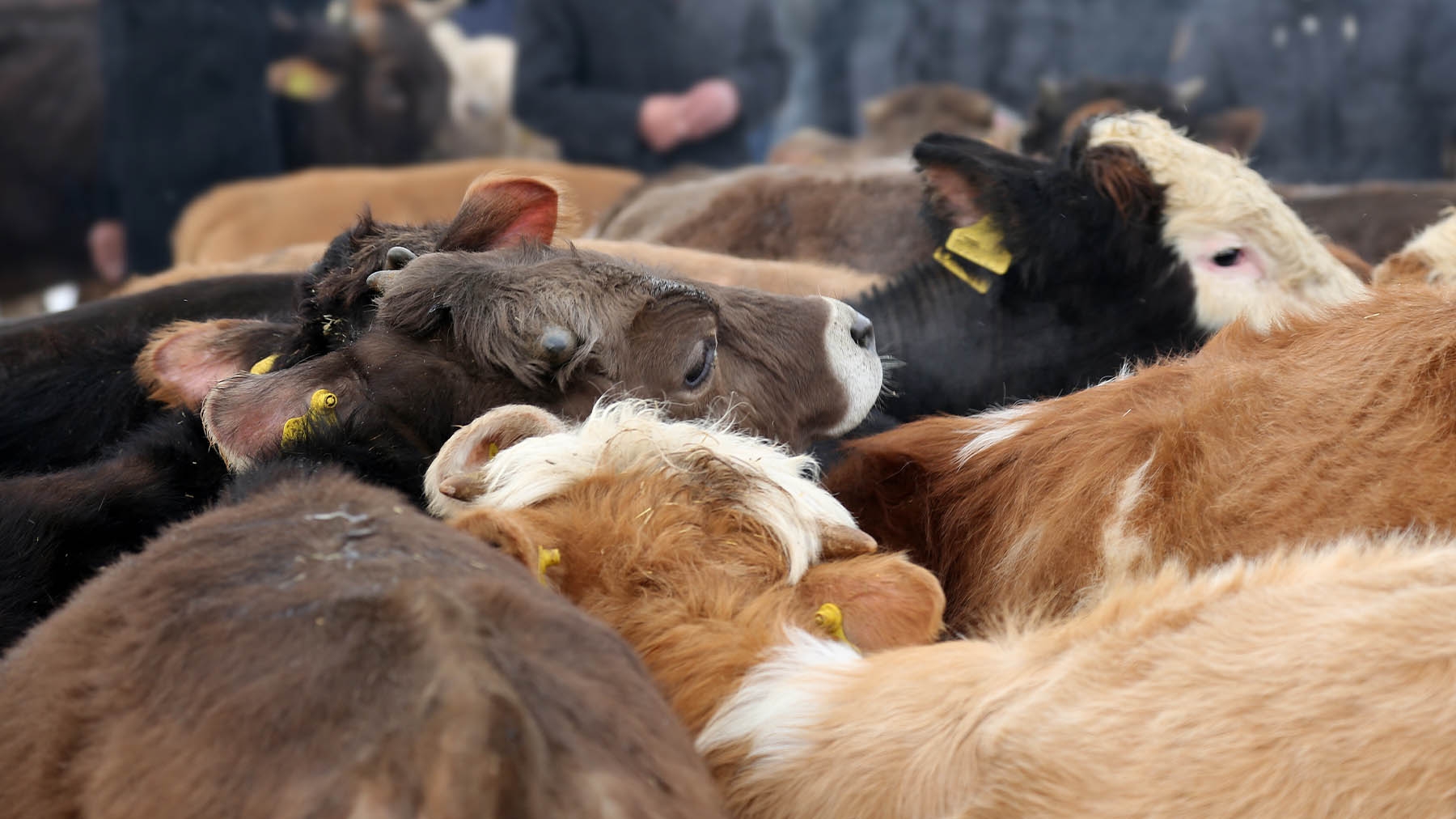 Is the stage set for rebuilding the herd? - Vimarsana News
