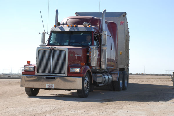 Hauling cattle