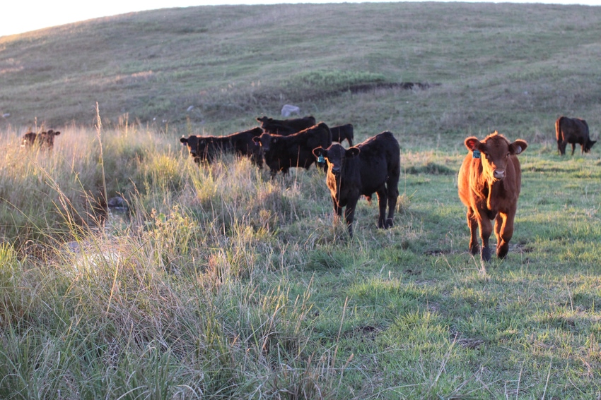 Weighing the costs of buying or raising replacement heifers