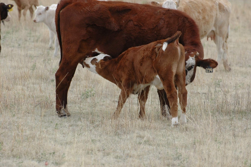 Cow and calf