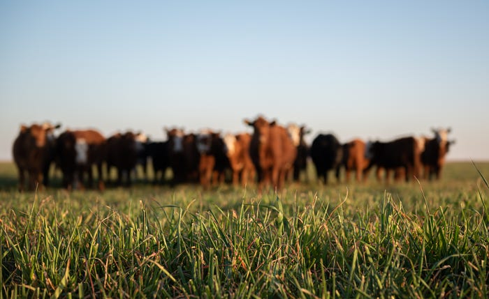 Cows on pasture