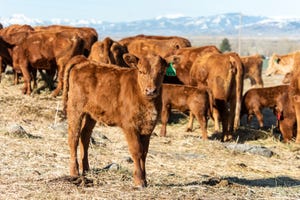 10.05 red cattle in pasture_0.jpg