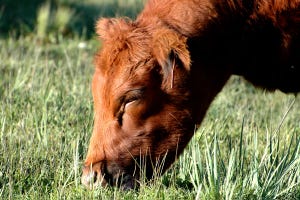 SDSU Research Says Grazing Winter Pastures In Early May Is OK