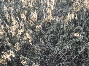 Dahlen---frosted-alfalfa-regrowth.png Dahlen---frosted-alfalfa-regrowth.png