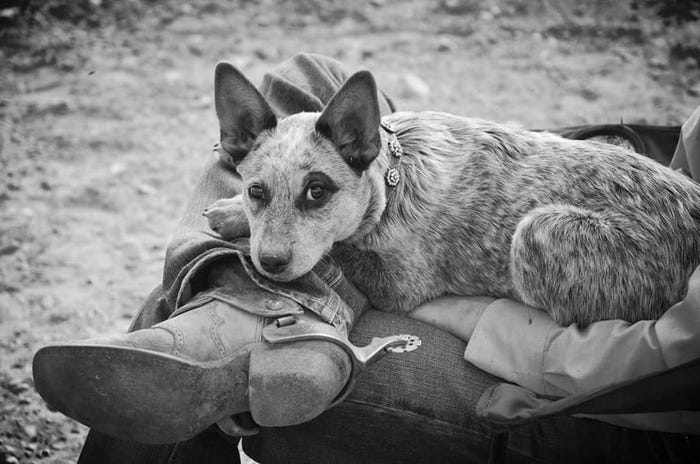 15 best ranch hands finalists