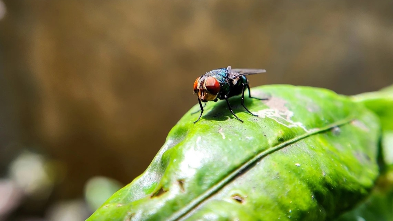 University of Arizona joins fight against screwworm