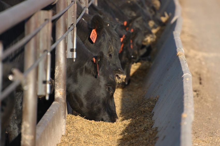 Angus steers on feed