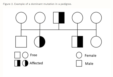 fig_2_dominant_mutation.png