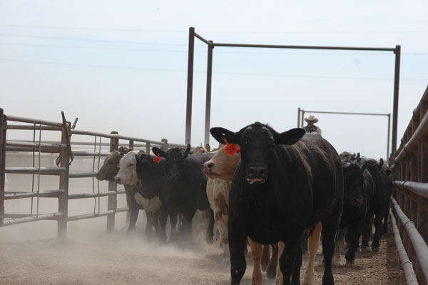 Fed cattle market enters the year on strong legs