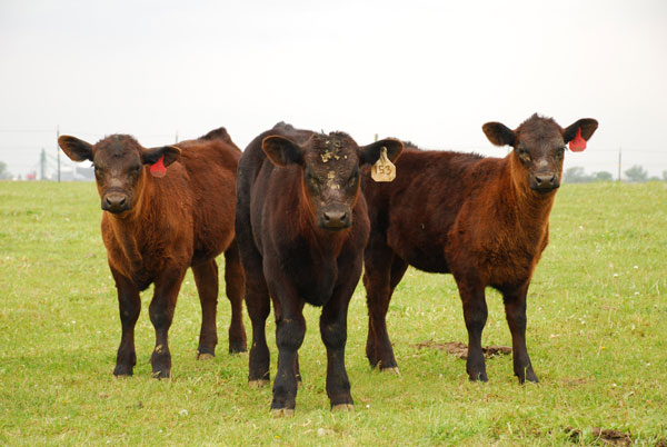 5 Trending Headlines: Throw a D.A.R.T for cattle health; PLUS: Immigration reform concerns