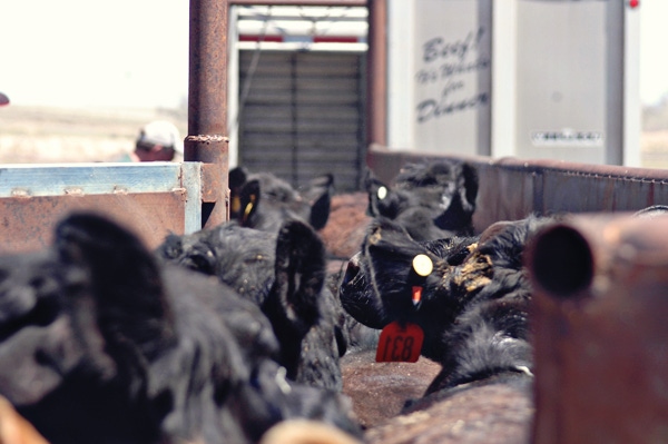 Calf and feeder cattle prices continue steady to higher Calf and feeder cattle prices continue steady to higher