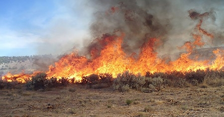 USDA offers assistance for Texas farmers and ranchers impacted by wildfires