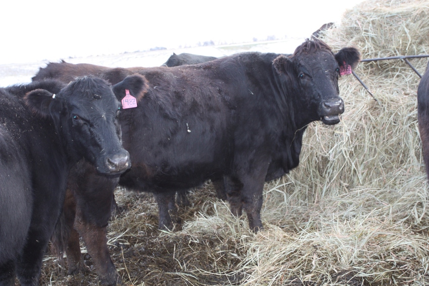 5 tips for reducing hay use