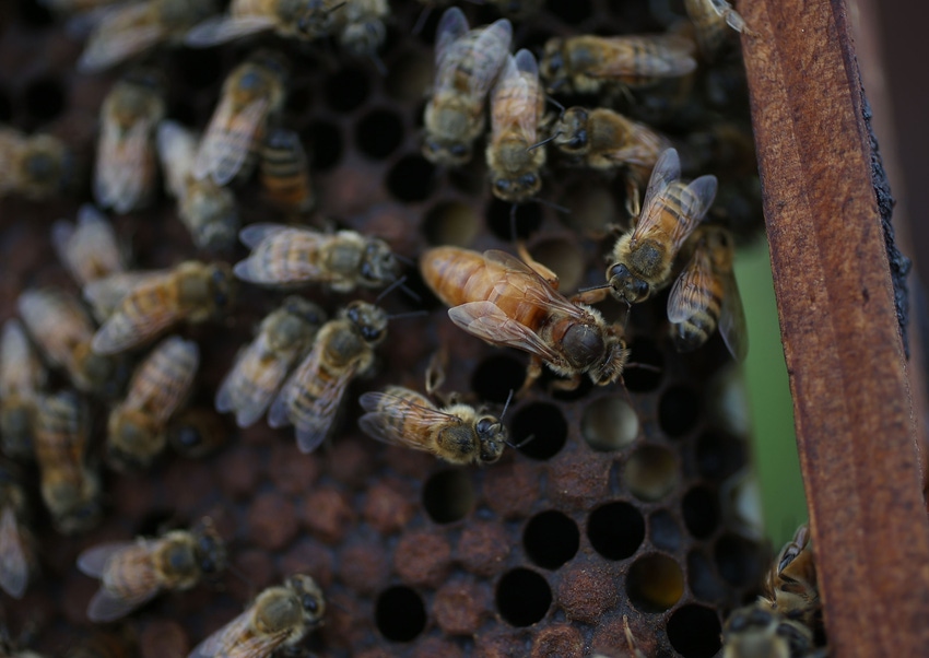 On Cheerios, honeybees & cattle grazing On Cheerios, honeybees & cattle grazing
