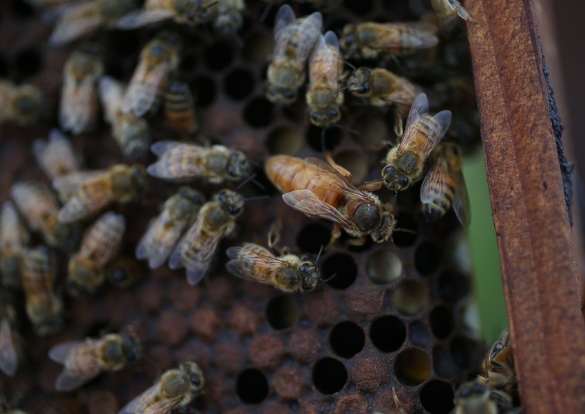 On Cheerios, honeybees & cattle grazing