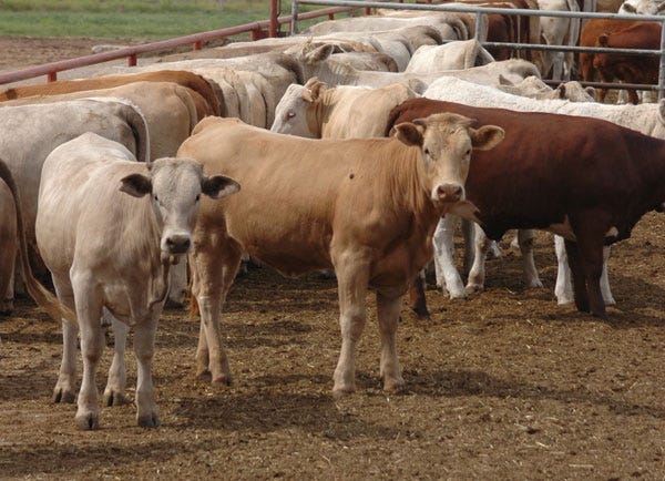 Beef buyers setting the bar on judicious antibiotic use