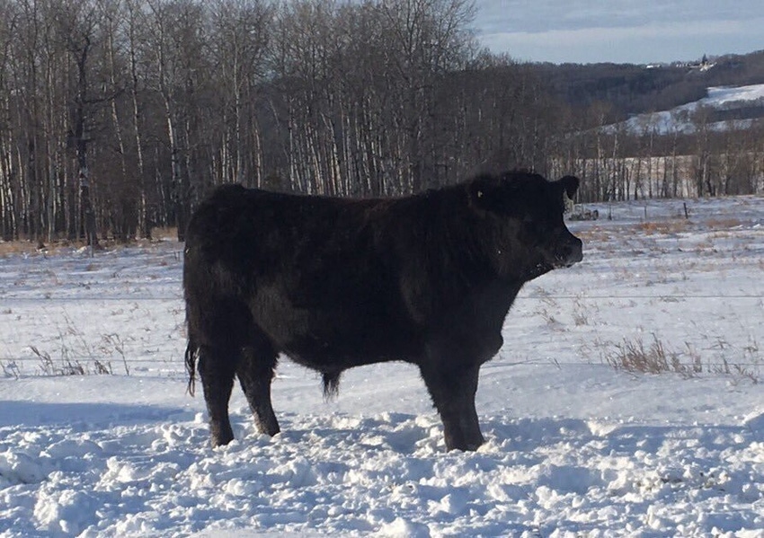 10-29 winter bulls Arron Nerbas - bull calf in winter.jpg