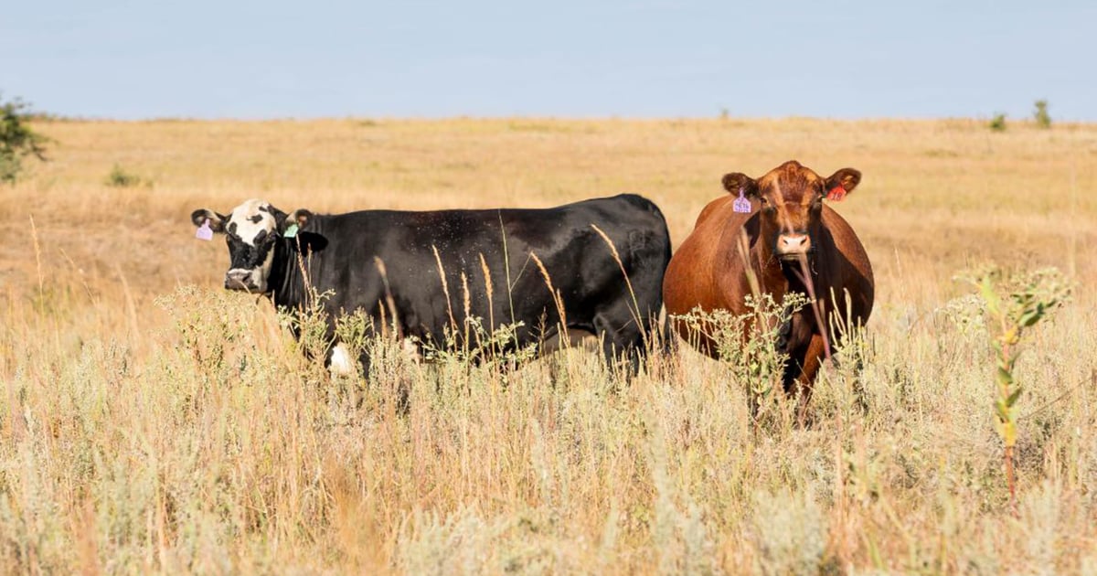 Benefits of using cover crops for grazing