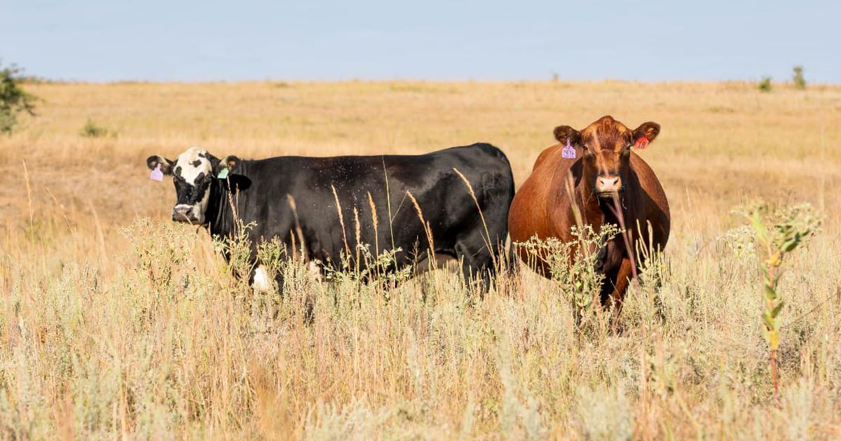 Beef Crops Benefits of using cover crops for grazing