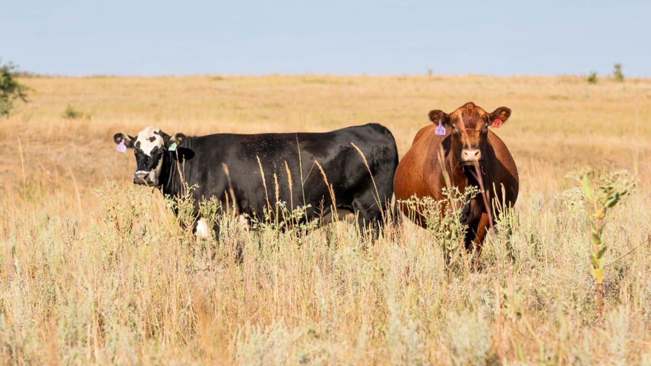 A closer look at Pasture Grazing Benefits Dogs