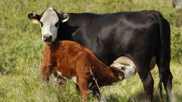Cow Longevity Important, But Affected By Many Things Cow Longevity Important, But Affected By Many Things