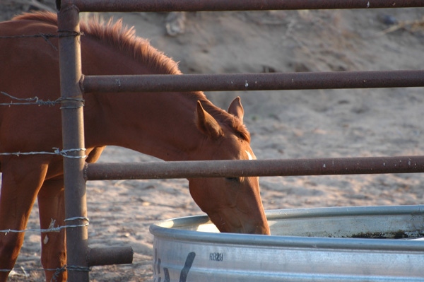 Watch for sand colic in horses this winter